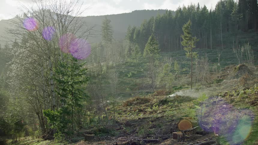 Static shot of a smoldering fire in a clear cut logging operation, all the surrounding slash piles will be burned soon releasing carbon into the atmosphere