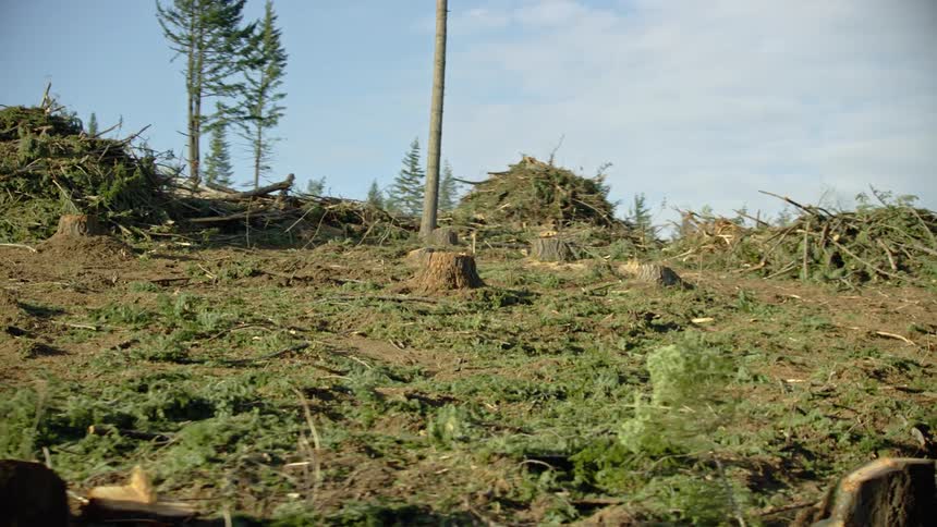 Towering slash piles and recently cut down tree stumps are seen in this dynamic shot at a clear cut logging commercial site