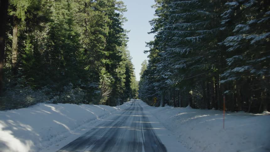 Driving down a narrow rural road in heavy winter snow with tall pine trees rising to the top of the frame on both sides on the way to grabbing a Christmas tree from the woods during a sunny day in December