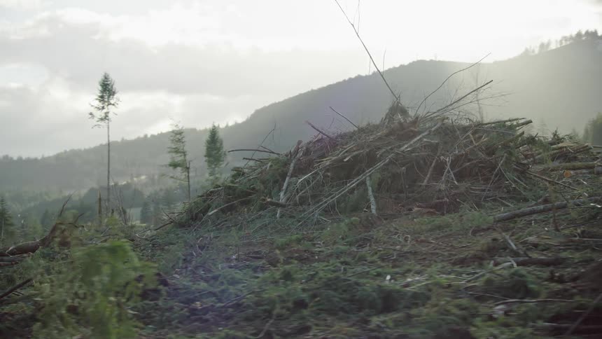 The camera dynamically passes by massive piles of slash wood stacked before it is set on fire and burned at this commercial clear cut logging operation