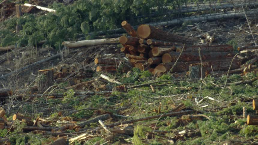 Tree stumps and branches are stacked at a clear cut logging site recently after they have been cut down and harvested