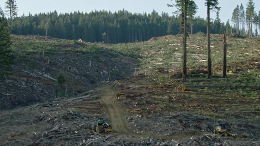 Slow zoom out reveal of an entire hillside that has been clear cut logged at a commercial logging operation of pine trees