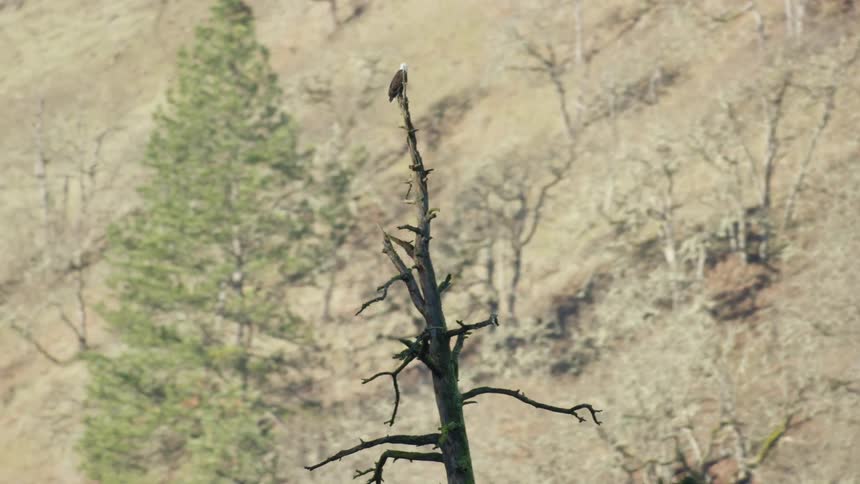 A bald eagle perched on a tree with hills trees and grass in the background