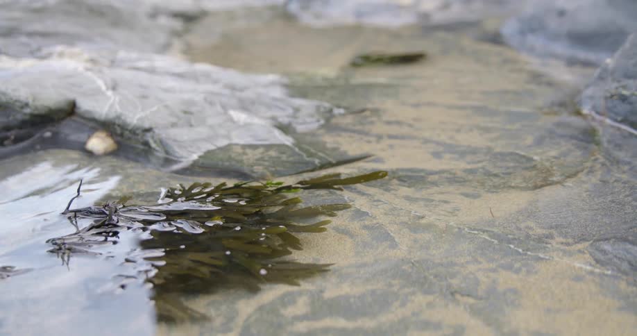 A small bunch of green algae floating near the surface of the water over the rocks