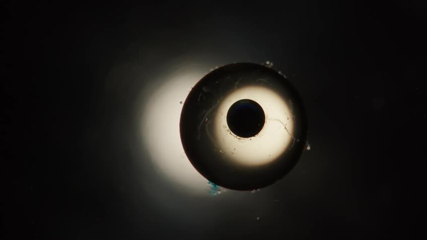 Spherical drop of liquid reflecting backlight