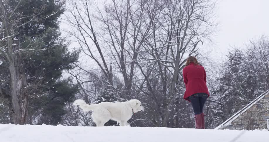 A woman walking in a snow-covered landscape approaches a large white dog