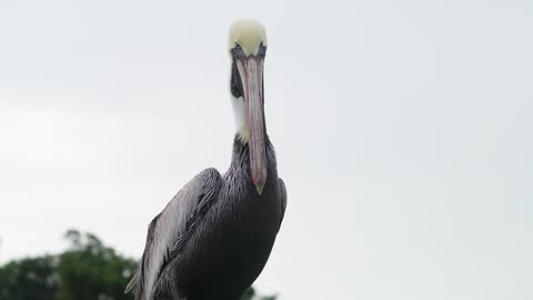 A pelican is looking around and there is a tree in the distance