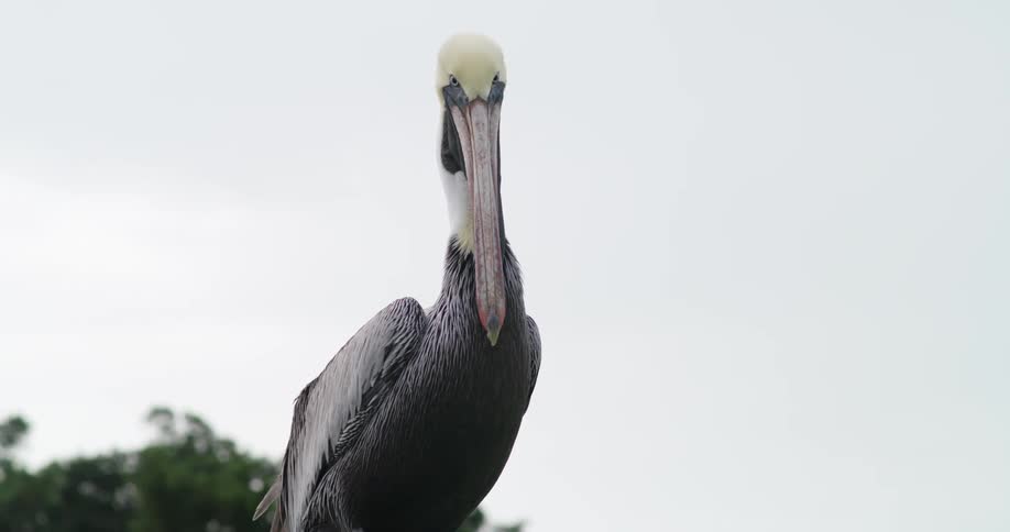 A pelican is looking around and there is a tree in the distance