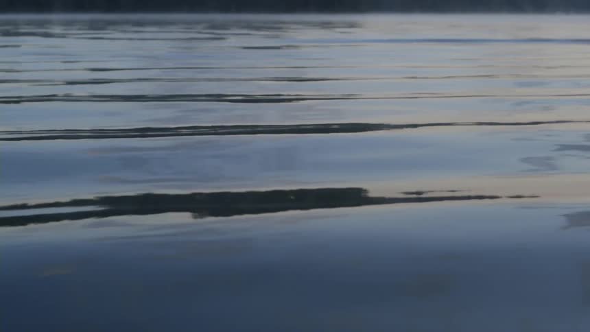 Calm water sits near a forest