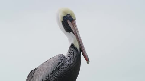 A bird with the sky and clouds in the background