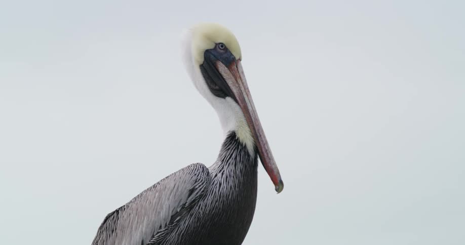A bird with the sky and clouds in the background