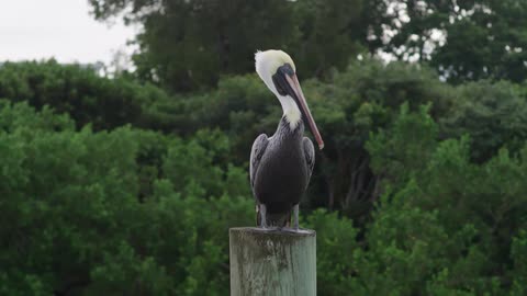 A pelican is sitting on a post and many trees are behind it