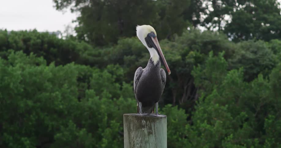 A pelican is sitting on a post and many trees are behind it