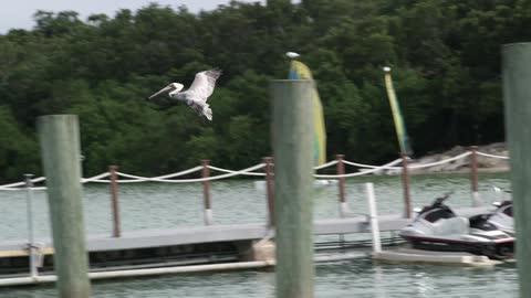 Pelican flying over the water on a marina in a tropical coast lands on a wooden pole