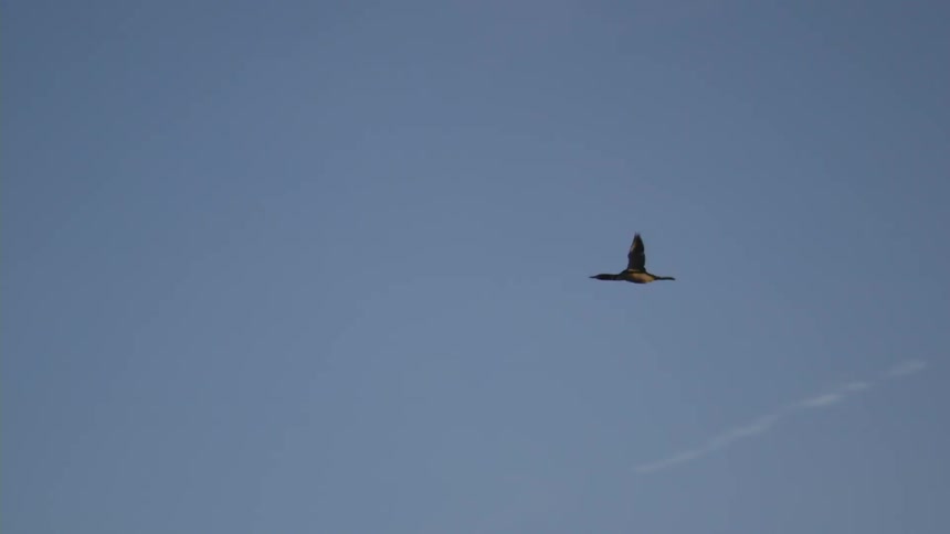 A bird flying in the morning