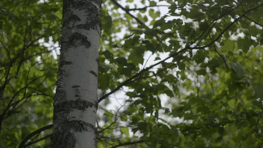 Tree leaves sway in the breeze during the day