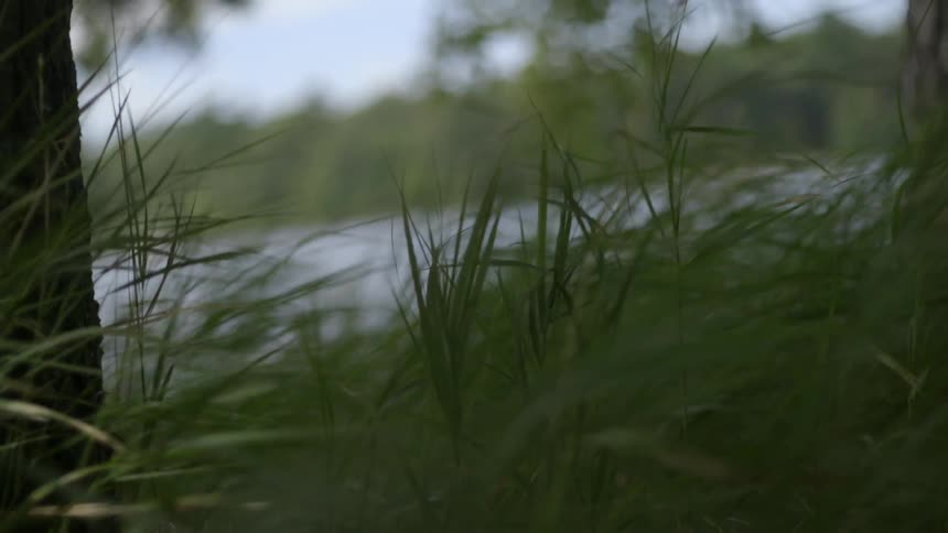 Grass swaying in the breeze during the day