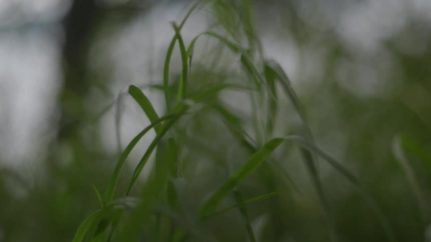 Tall grass sways in the wind