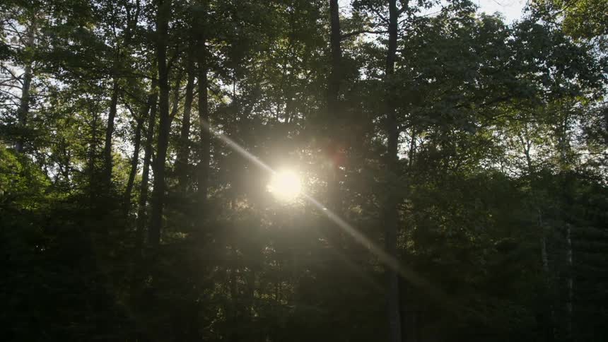The sun is peeking in a dark forest