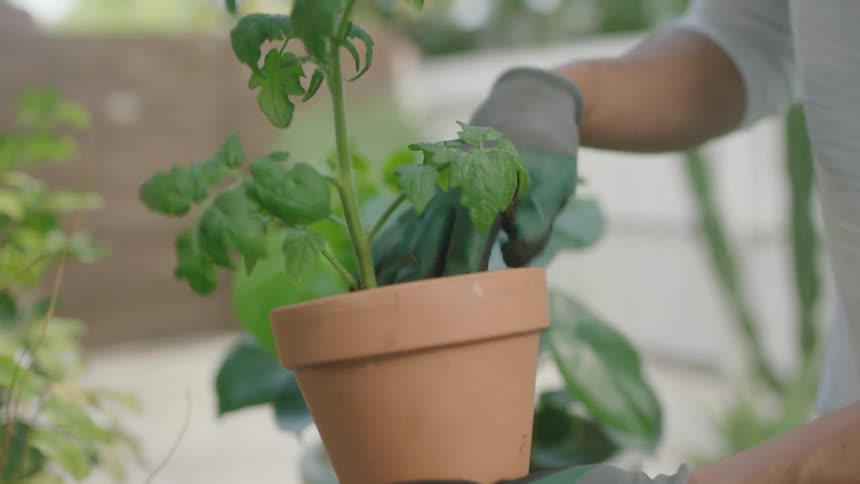 A man standing outdoors wearing gardening gloves scooping soil into a potted plant in a small garden at daytime
