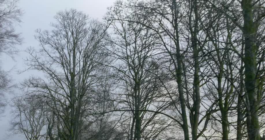 Tall bare trees on a hazy day