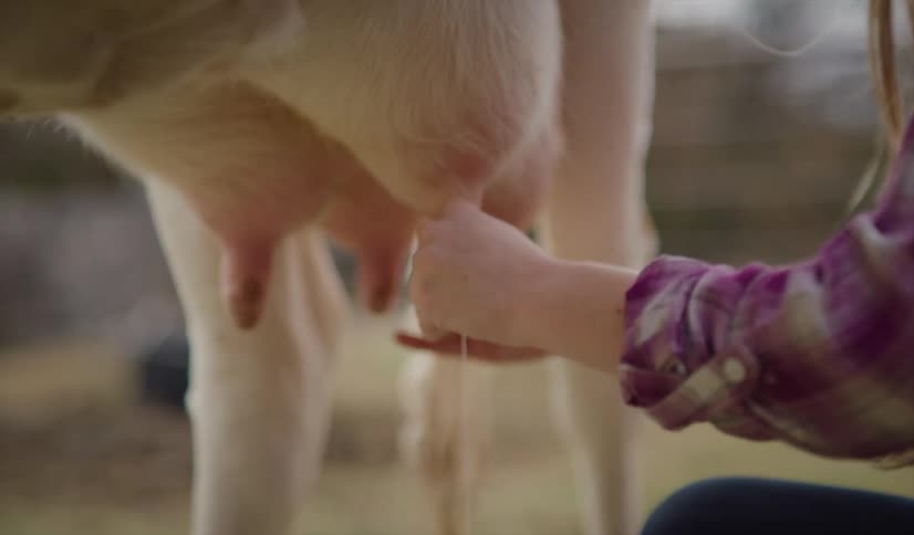 Female milking a cow on a farm