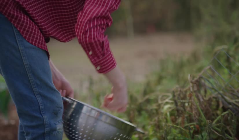 A boy picks tomatoes off the vine in a garden and places them in a colander he is carrying
