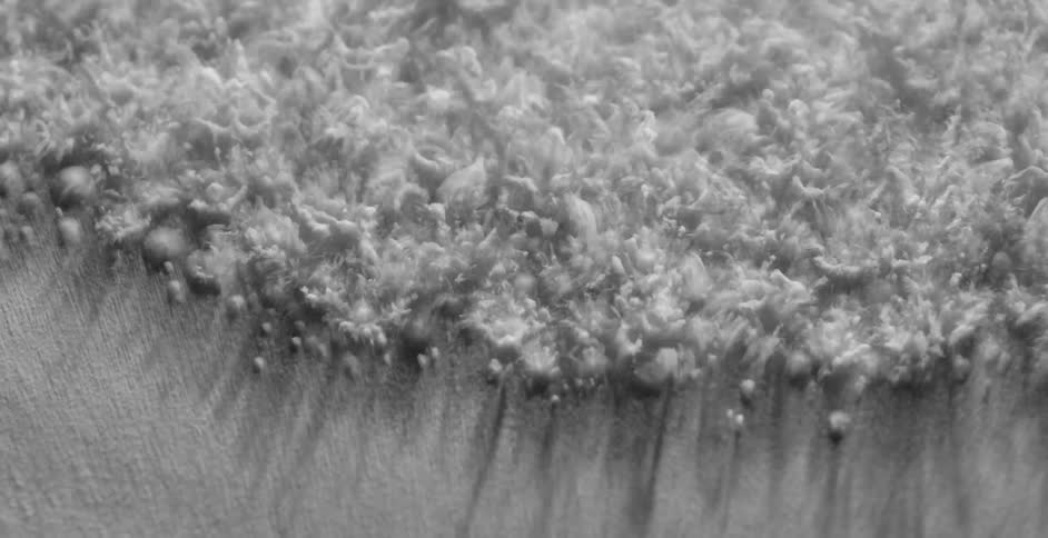 Water droplets covered in white dust vibrate and reshape on a surface