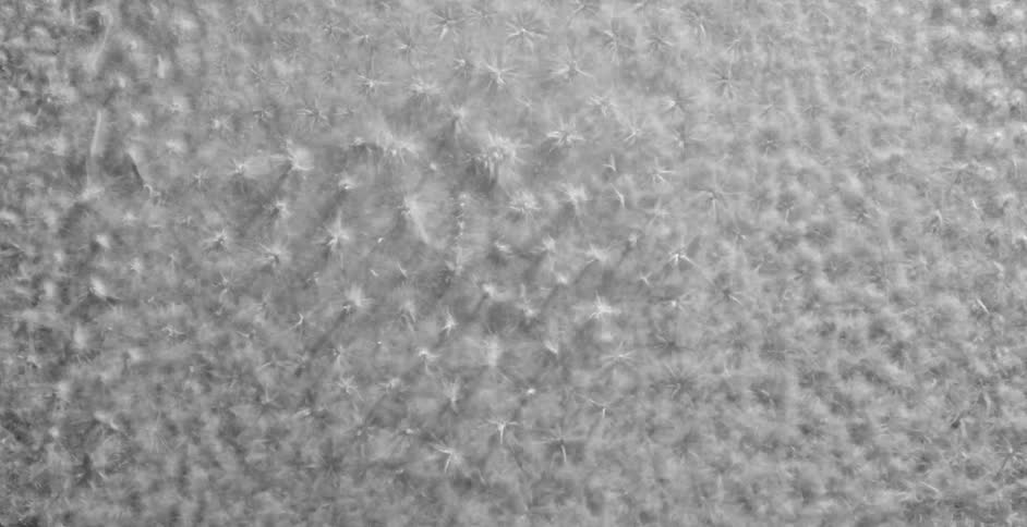 White powder forming bumps on a surface