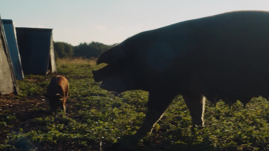 A female pig grazing the green grass on a field in a farm