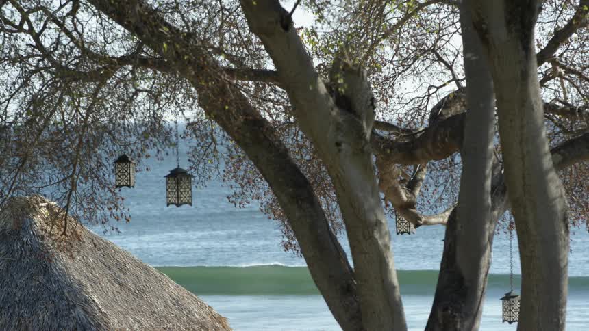 Lamps hanging from the branches of trees near the ocean