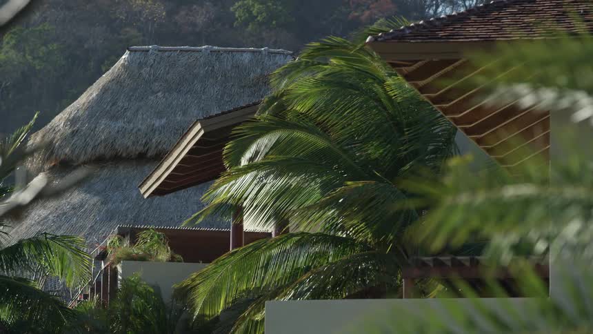 Palm trees swaying in the breeze in the tropics