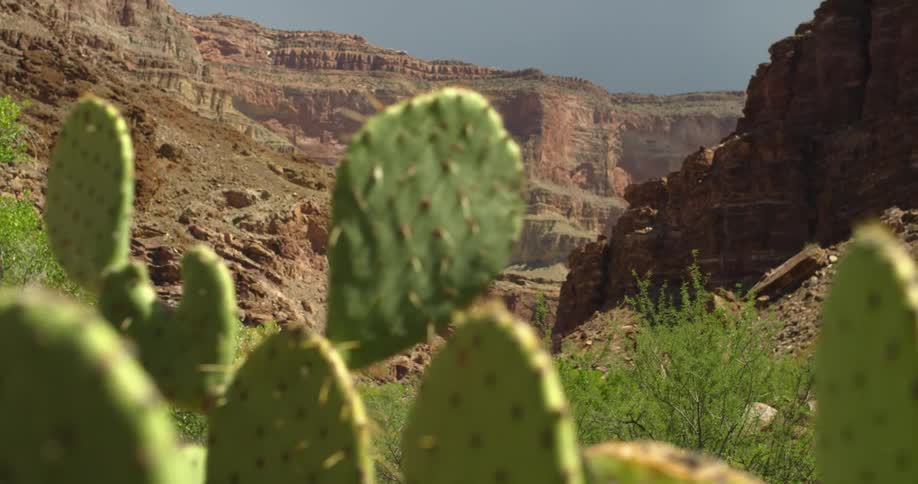 The camera moves past prickly pear cactus deep in the Grand Canyon of the Colorado River in the Four Corners region of Southwestern USA