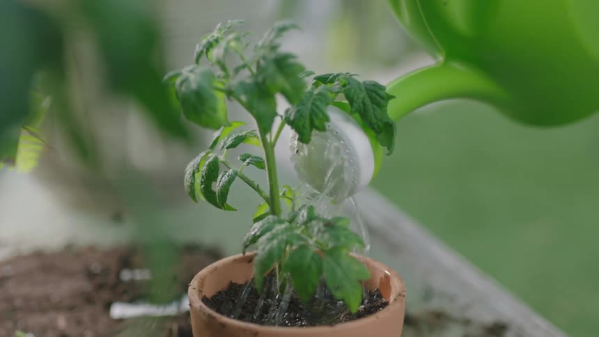 A person watering a potted plant using a green plastic watering can