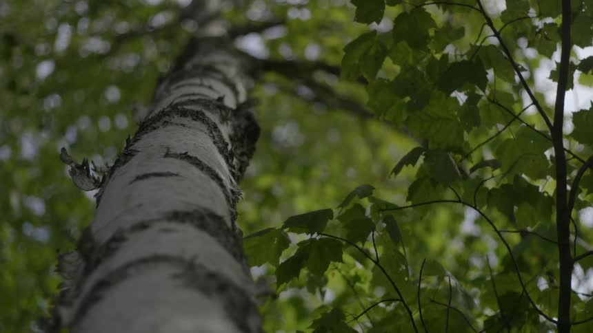 Close up of a tree trunk and leaves rustling in the wind