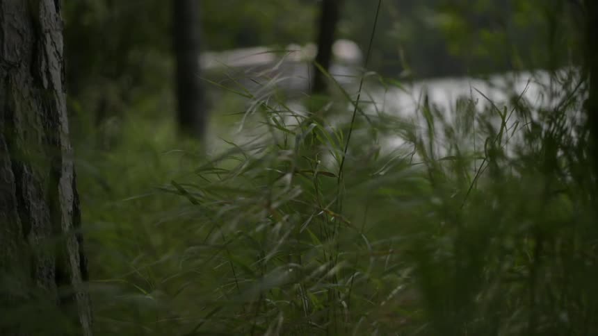 Tall grass growing between tree trunks