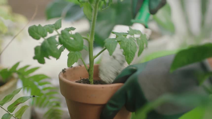 A woman puts fresh dirt in a potted plant in the garden