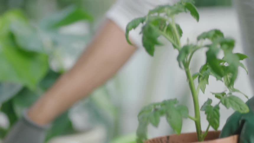 A gardener places a plant into a vase and uses a spade to scoop soil into the vase