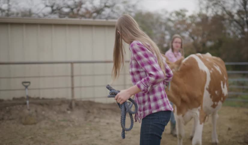 Two girls that are walking with a cow