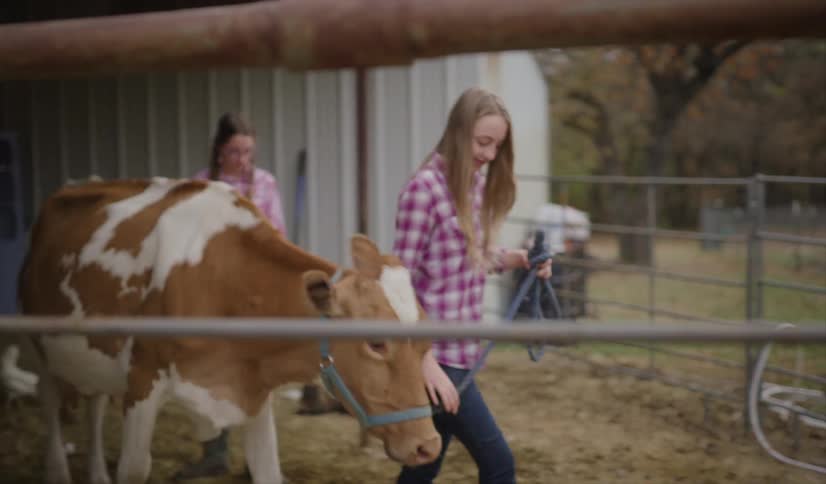 A young girl pets her brown and white cow and leads it down a gated path