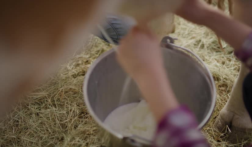 A girl that is milking a cow