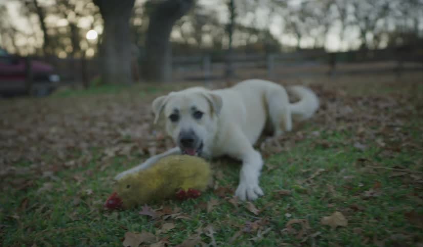 A dog playing with a toy in a yard with trees the sky and clouds in the background