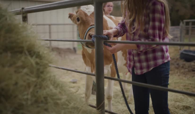 A teenage girl standing in a fence enclosure ties a cow to the fence post while another girl watches at daytime