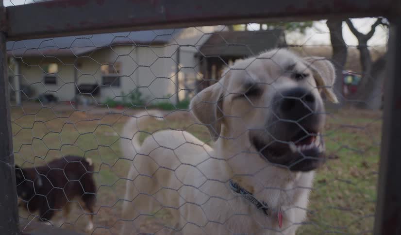 Two dogs playfuly walking on the porch of a house in a farm