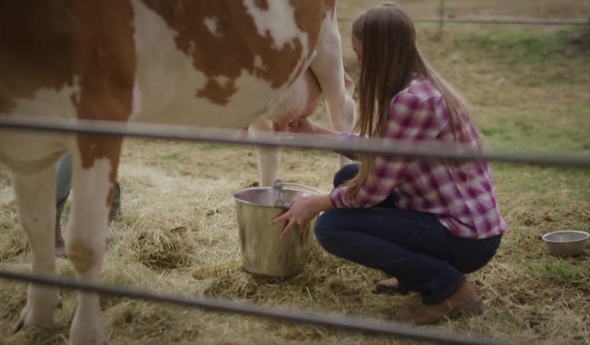 A smiling teenage girl crouching down to milk a cow on a farm