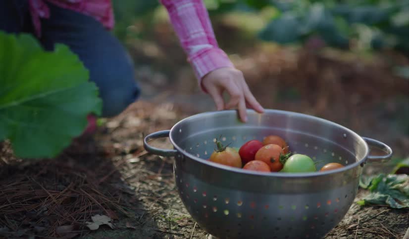 Small girl with pink boots harvesting tomatoes on a metal coolaner on a farm