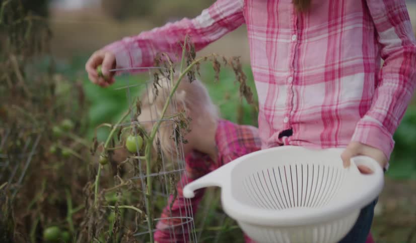 A group of girls have fun harvesting tomatoes in a field