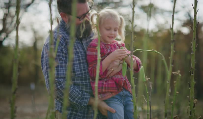 Father lifts up daughter to help her harvest crops in the farm