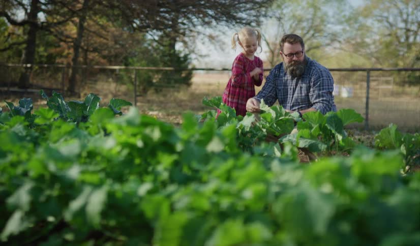 A man kneeling besides a girl in a field of vegetables takes a bite of a leaf as the girl imitates him