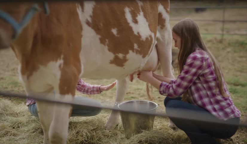 A teenage girl milks a cow that is tied to a fence as a woman watches and instructs her